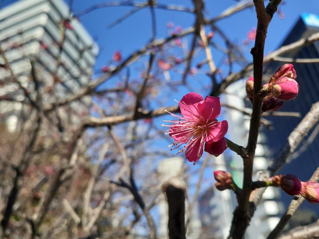  This is also Chuo-ku! The coming of spring felt close