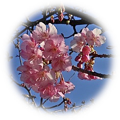  2020 Kawazu Sakura Flowering