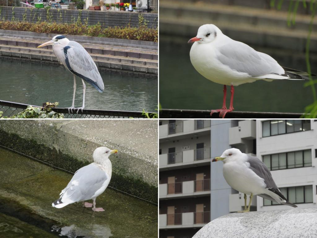 Is it a regular every year? Birds of the Kamejima River