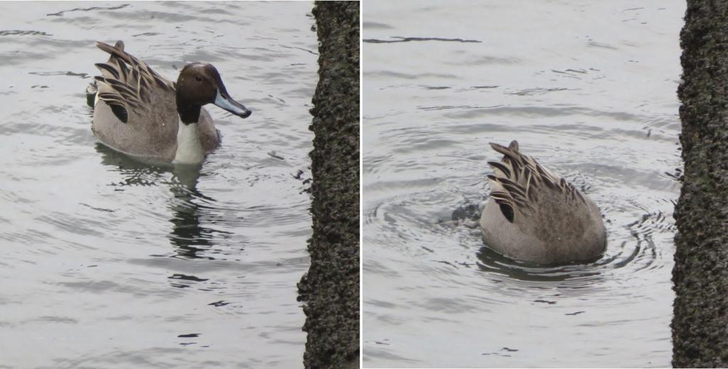 Cute birds of the Kamejima River in northern pintail