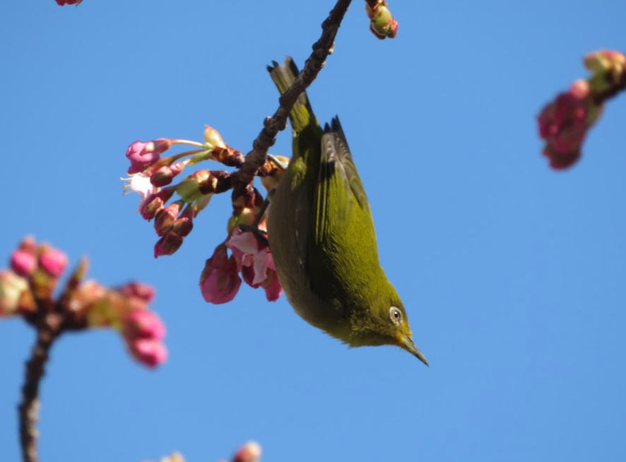 Birds of the Kamejima River in Japanese white-eye