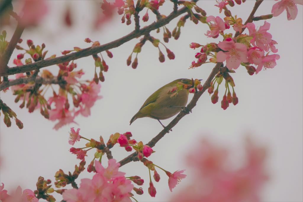 Maintenance based on "Green Basic Plan" Kamejima River Green Road kawazu-zakura full bloom