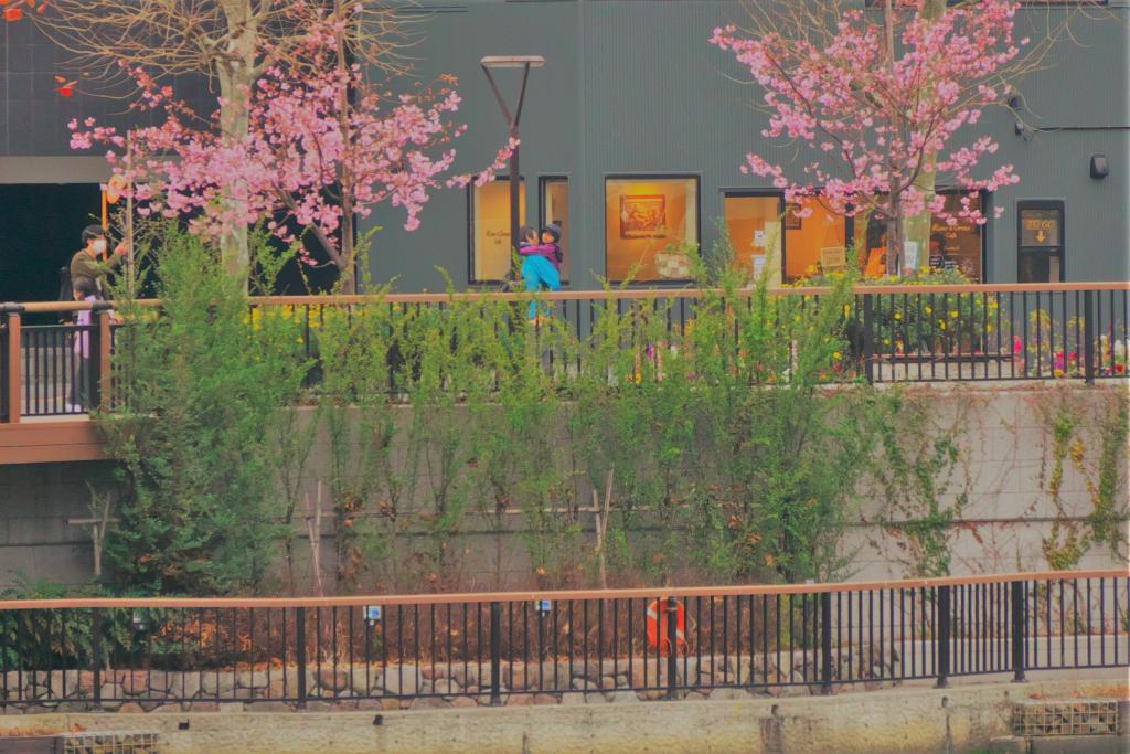  Kamejima River Green Road kawazu-zakura in full bloom