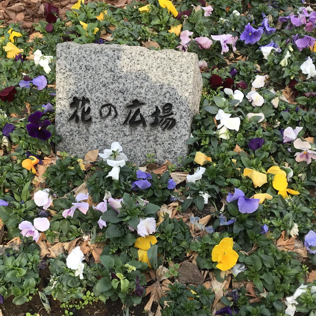  Healed by flowers in "Chuo-ku, the capital of flowers".