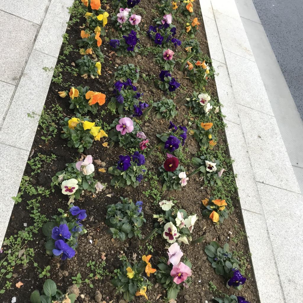  Healed by flowers in "Chuo-ku, the capital of flowers".