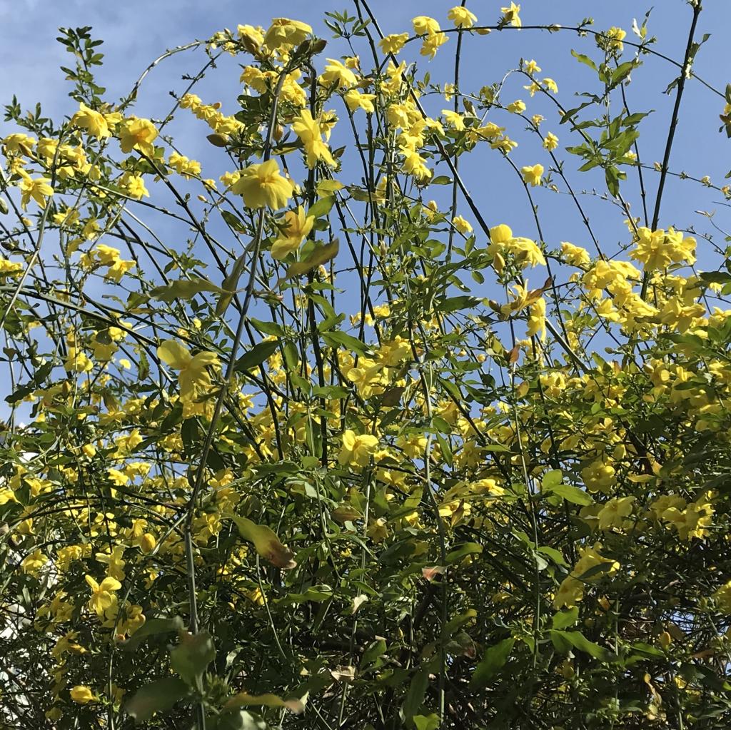  Healed by flowers in "Chuo-ku, the capital of flowers".