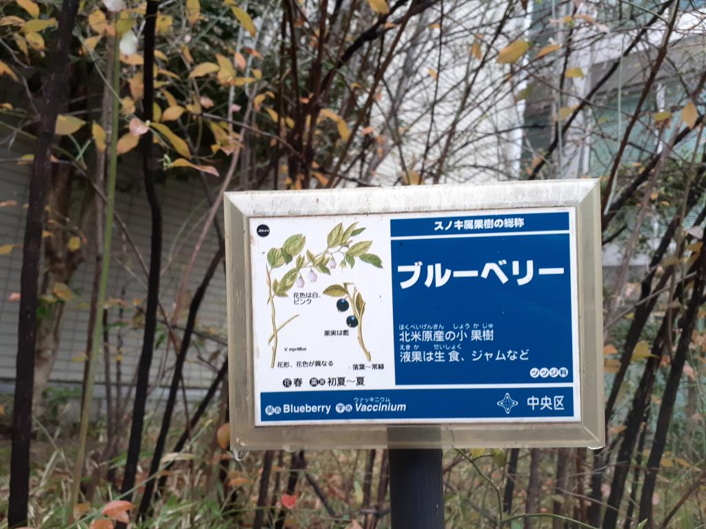  Did you know that? Rooftop park in Chuo-ku