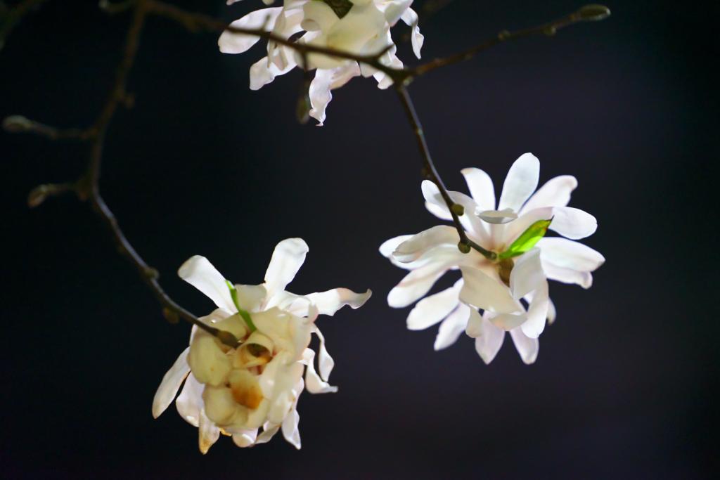 Magnolia kobus in Kodemmacho, illuminated by streetlights…