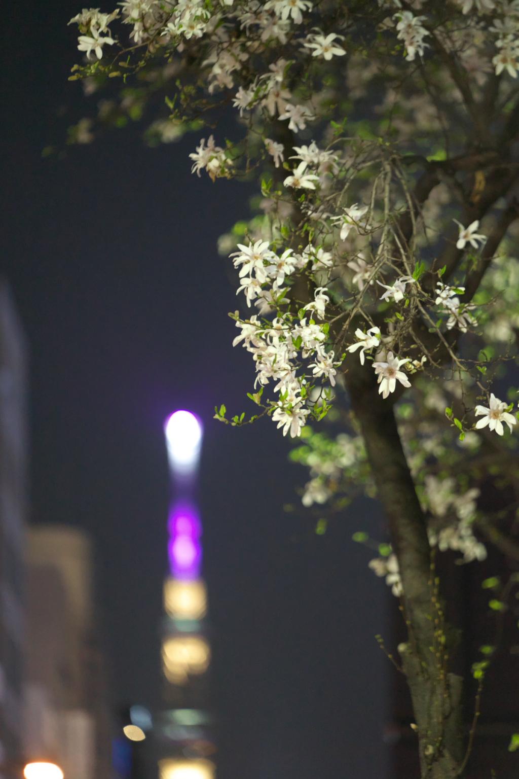 The Sky Tree and the Magnolia kobus of Kodemmacho, Magnolia kobus…