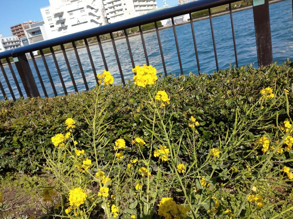 Let's survive the temporary closure with canola flower! ~Part 3 Walk on the Sumida River Terrace ~