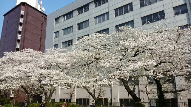 The cherry blossoms on Kameibashi Park and Sumida River Terrace are in full bloom with the atmosphere of an ancient city where cherry blossoms bloom.　