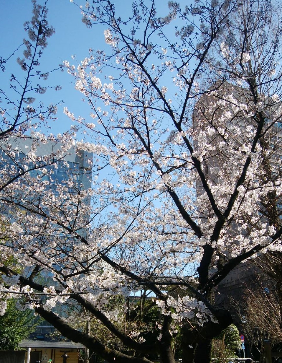 ＠Let's survive the temporary closure of Kakigaracho Park! ~Part 4 Cherry blossoms in the neighborhood of Hamacho and Ningyocho ~