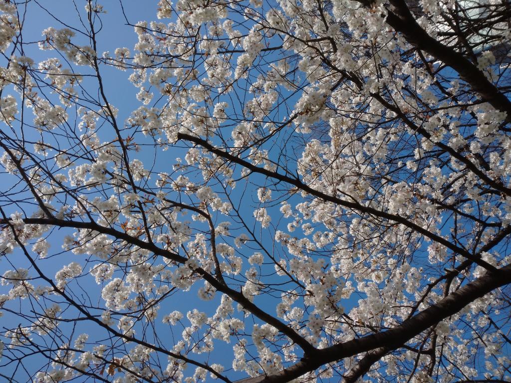  Let's survive the temporary closure! ~Part 4 Cherry blossoms in the neighborhood of Hamacho and Ningyocho ~