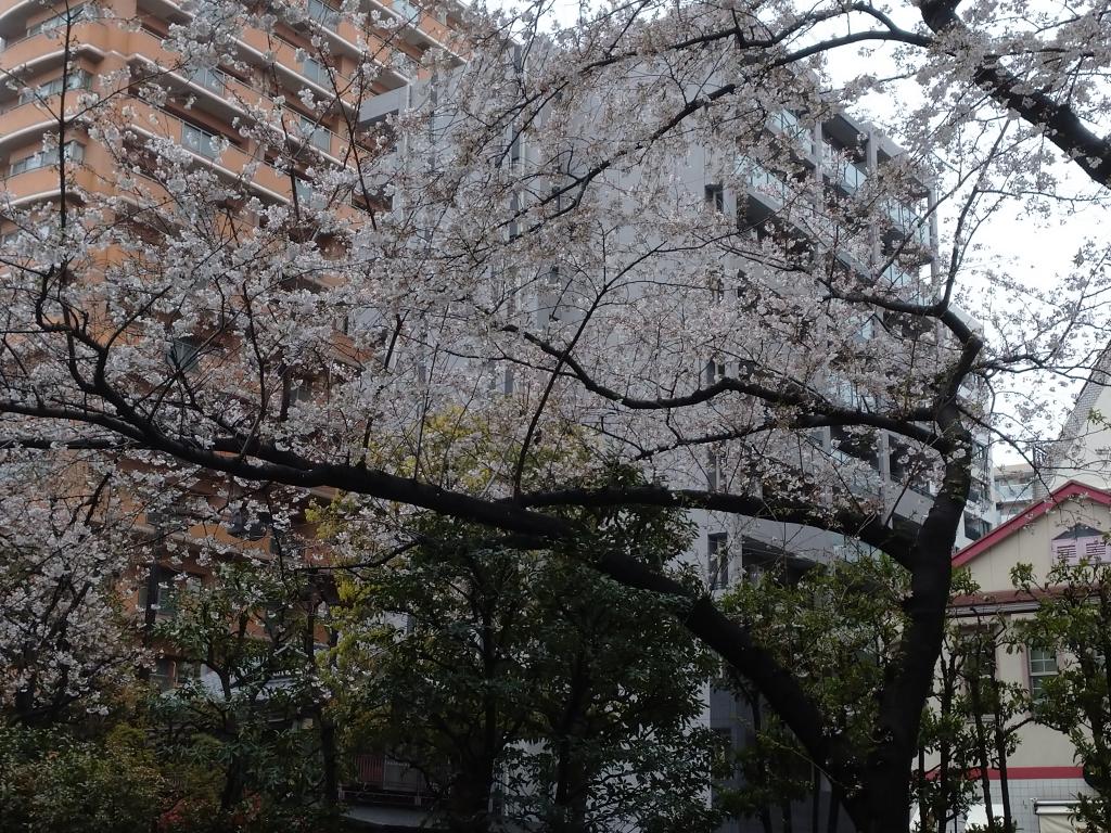 ＠Let's survive the temporary closure of Hamacho Ryokudo! ~Part 4 Cherry blossoms in the neighborhood of Hamacho and Ningyocho ~