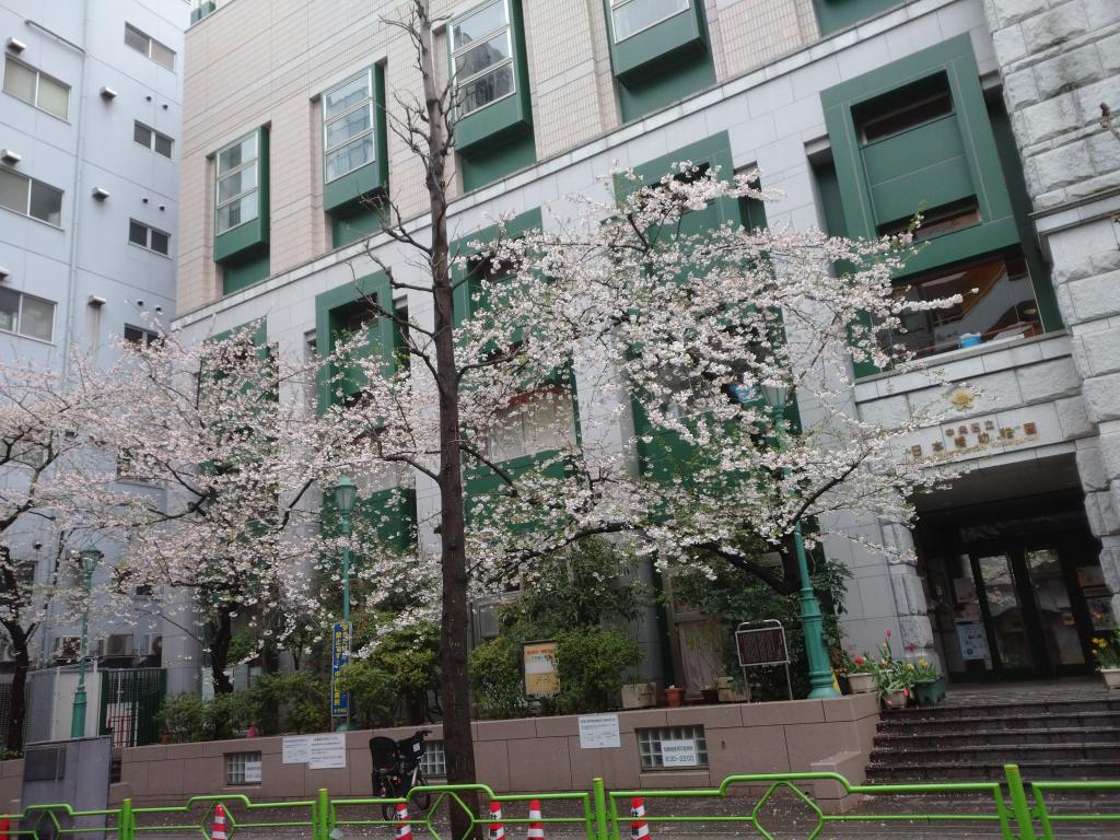 ＠Let's survive the temporary closure in front of Nihonbashi Elementary School and Nihonbashi Library! ~Part 4 Cherry blossoms in the neighborhood of Hamacho and Ningyocho ~