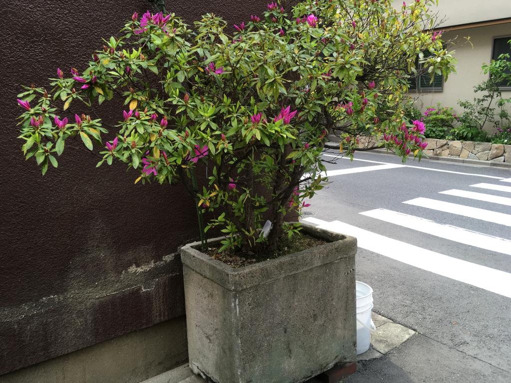 "I found a huge flower pot!" 5 places I found in the neighborhood of Ningyocho!