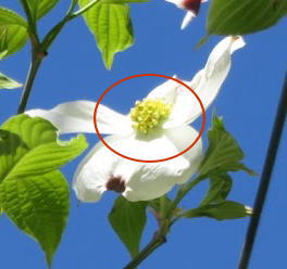  dogwood is in full bloom.