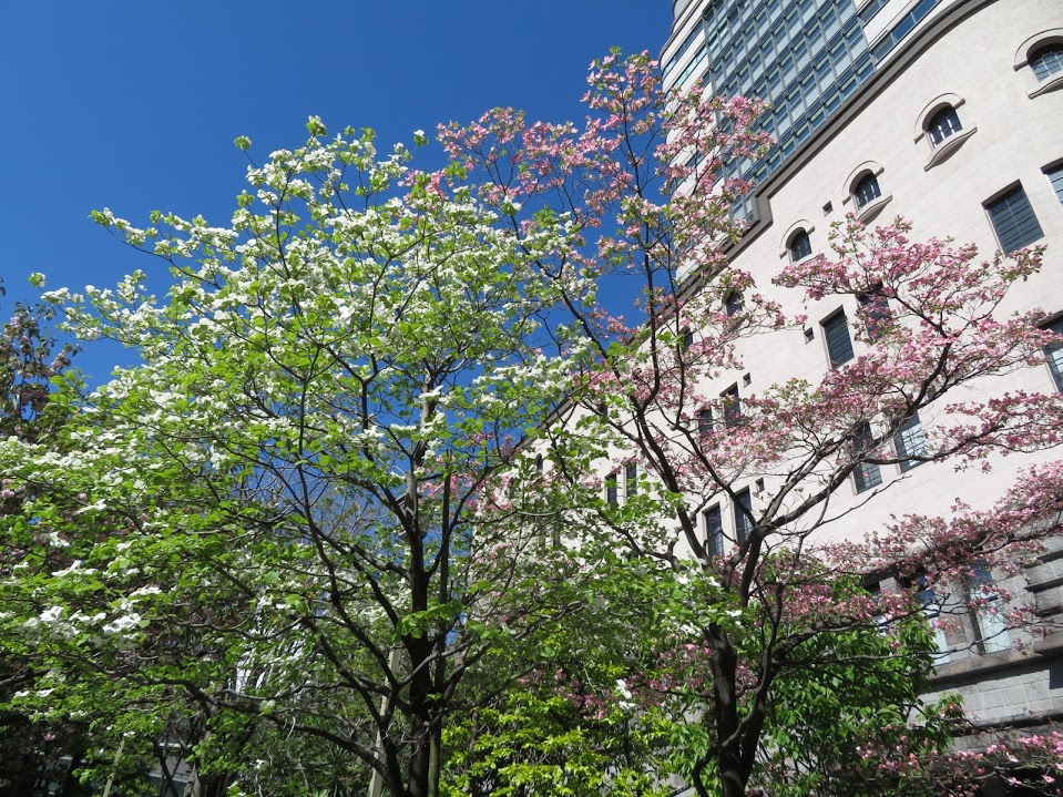  dogwood is in full bloom.