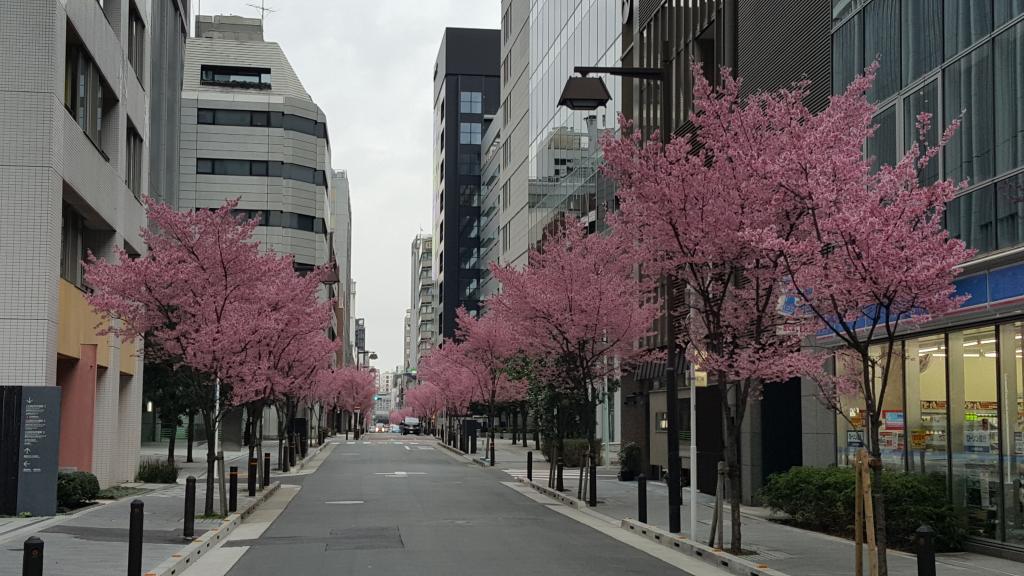 "Okamezakura ➡ oshima cherry ➡ Yoshino cherry tree (early in full bloom) ➡ Yoshino cherry tree (late in full bloom) ➡ Yae-zakura" is the best! In Chuo-ku, you can enjoy unexpectedly cherry blossoms.♪