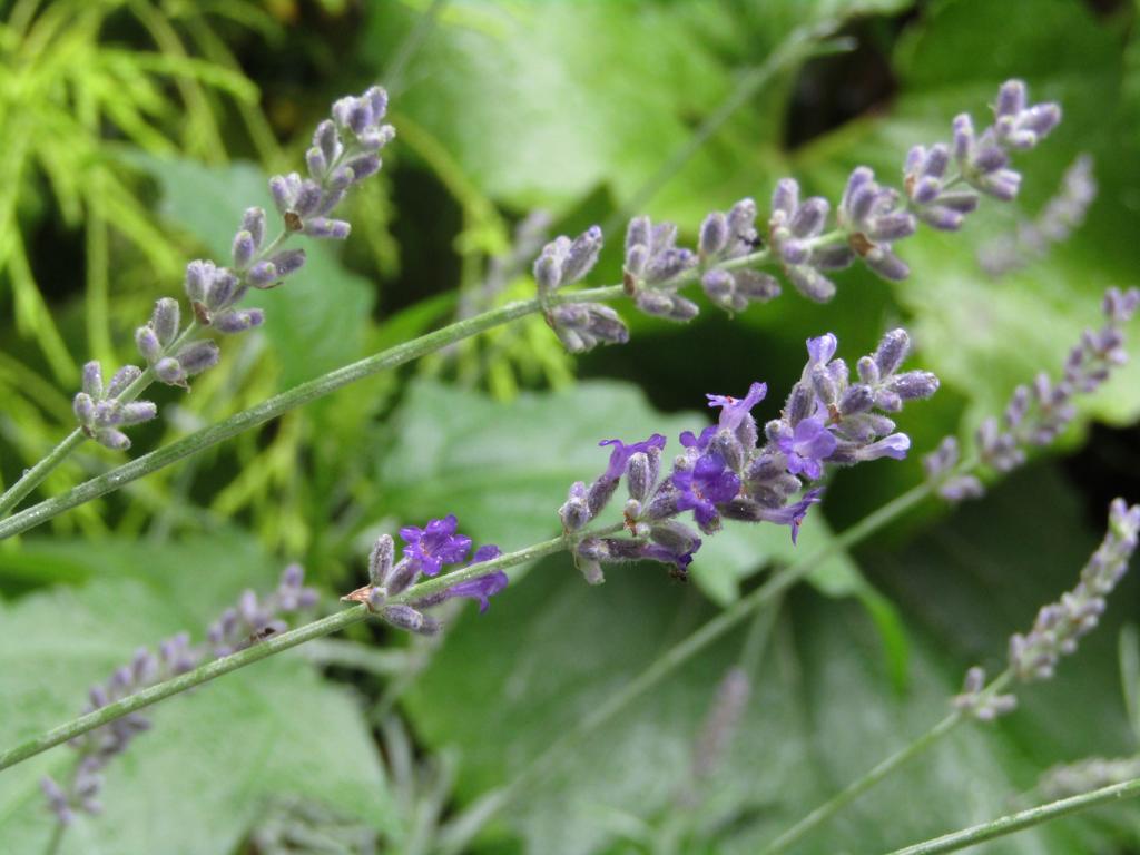  Chuo-ku-June edition with birth flowers