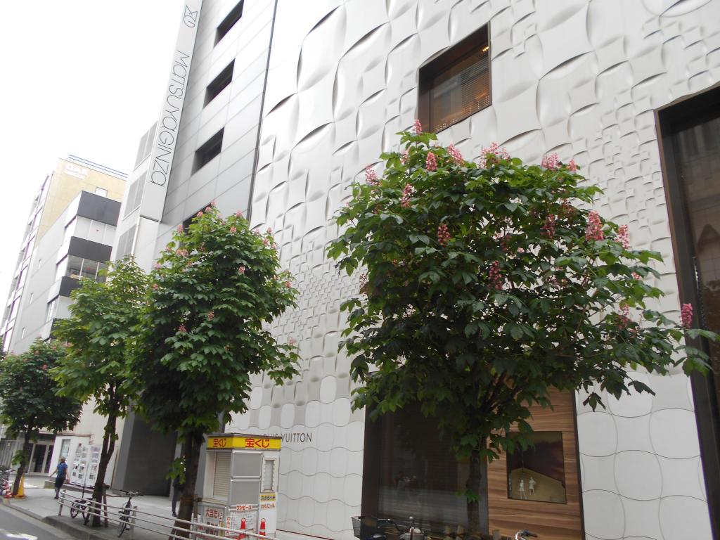 Ginza Marronnier Street, which blooms beautifully on the north side of Ginza Matsuya In mid-May, the flowers of the Japanese tree are in full bloom.