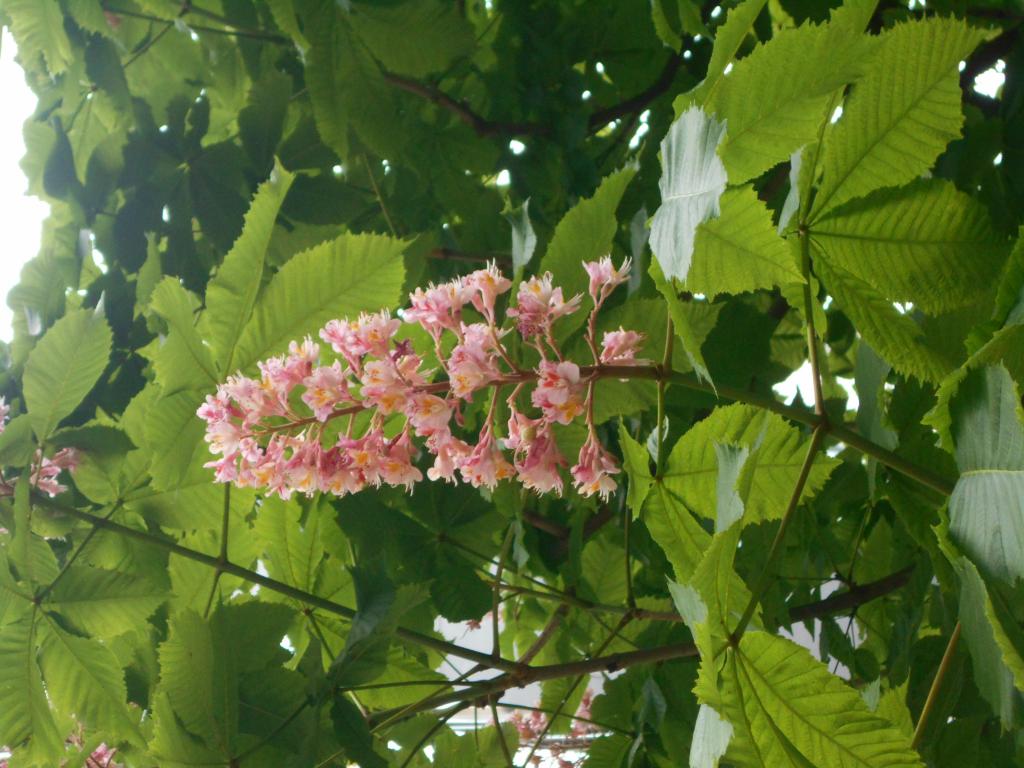 The shape of the flower is a conical inflorescence-shaped pink flower Ginza Maronie Street mid-May The flower of the Japanese tree is in full bloom.