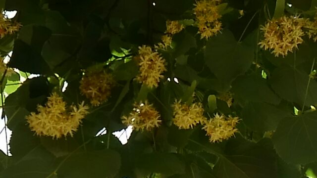 The shape of the flower is Ginza Namiki-dori St., which is blooming until around June 10.