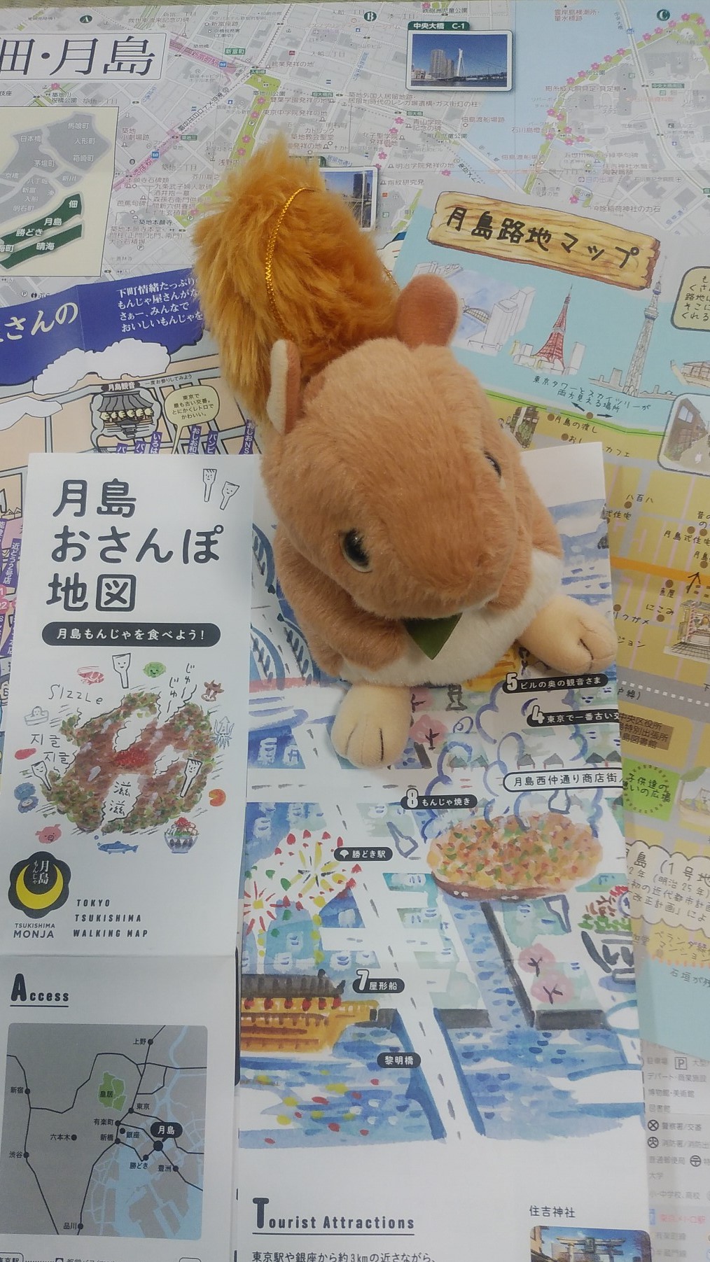  Look for a child squirrel!　The Tsukishima Investigation Network.