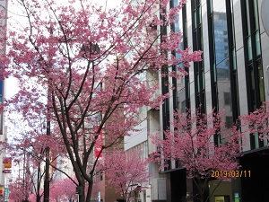 Okamezakura Flowering Okamezakura Flowering