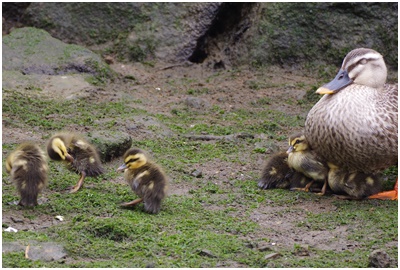  Indian spot-billed duck parent and child from Tsukuda digging