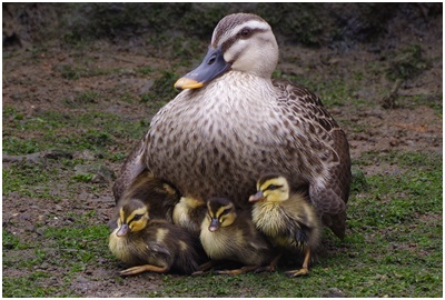  Indian spot-billed duck parent and child from Tsukuda digging