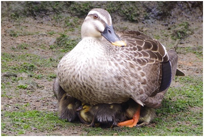  Indian spot-billed duck parent and child from Tsukuda digging