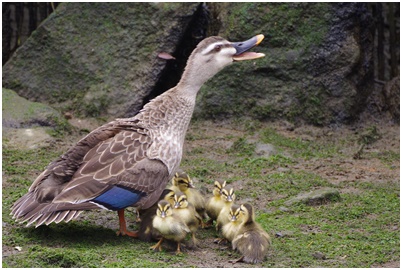  Indian spot-billed duck parent and child from Tsukuda digging