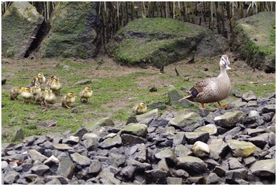  Indian spot-billed duck parent and child from Tsukuda digging