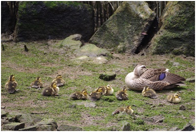  Indian spot-billed duck parent and child from Tsukuda digging