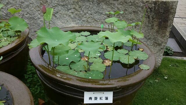 The lotus in the precincts is the flowering season Tsukiji Honganji July visit commemorative lotus flowers are in full bloom.