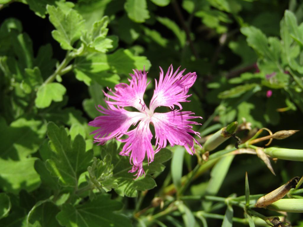  Chuo-ku to go around with birth flowers-June / July extra edition-