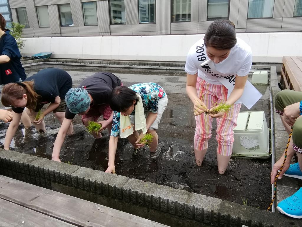  Hakutsuru Ginza Tenku Farm
　Rice is growing steadily this year in 2020-Hakuzuru Sake Brewery-