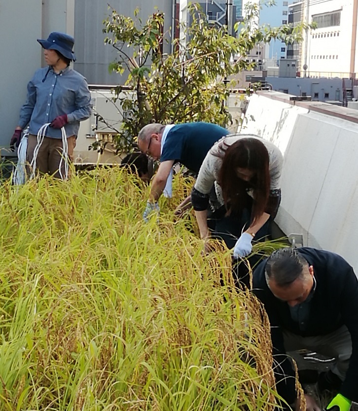  Hakutsuru Ginza Tenku Farm
　Rice is growing steadily this year in 2020-Hakuzuru Sake Brewery-