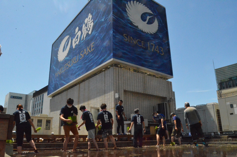  Hakutsuru Ginza Tenku Farm
　Rice is growing steadily this year in 2020-Hakuzuru Sake Brewery-