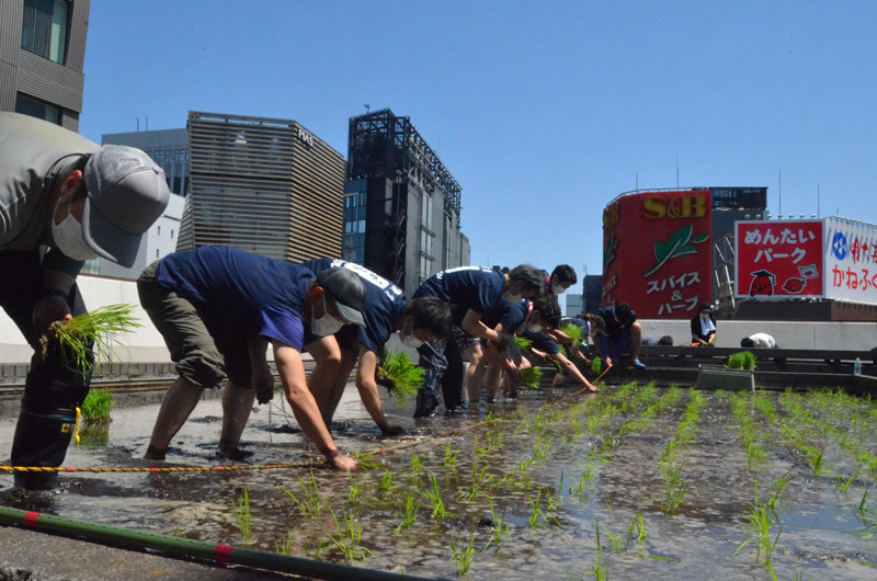  Hakutsuru Ginza Tenku Farm
　Rice is growing steadily this year in 2020-Hakuzuru Sake Brewery-