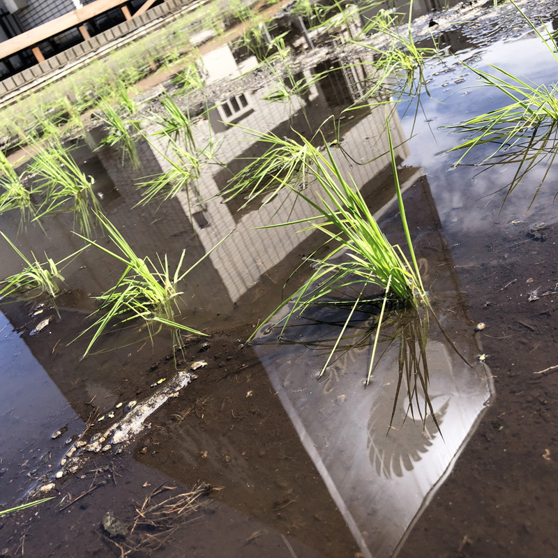  Hakutsuru Ginza Tenku Farm
　Rice is growing steadily this year in 2020-Hakuzuru Sake Brewery-