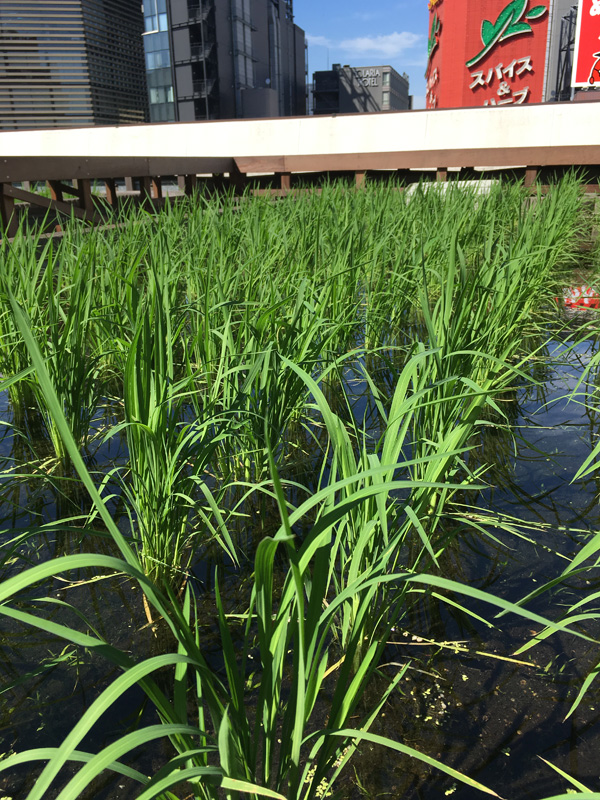  Hakutsuru Ginza Tenku Farm
　Rice is growing steadily this year in 2020-Hakuzuru Sake Brewery-