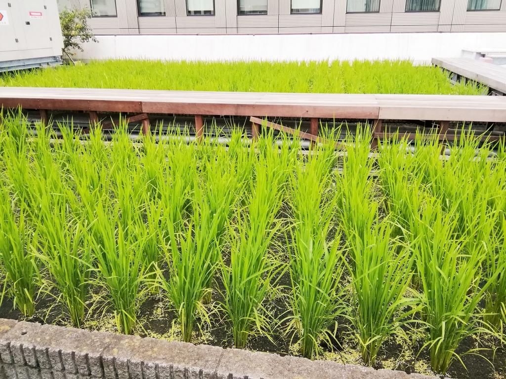  Hakutsuru Ginza Tenku Farm
　Rice is growing steadily this year in 2020-Hakuzuru Sake Brewery-