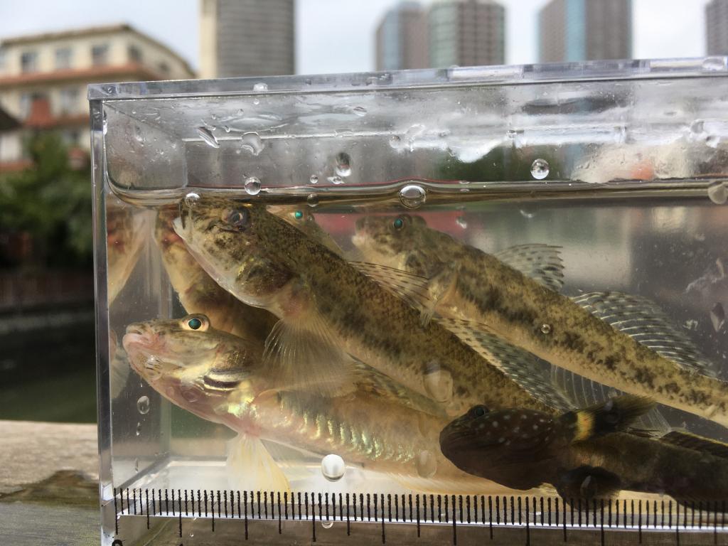  Do you still catch goby at Tsukuda moat?