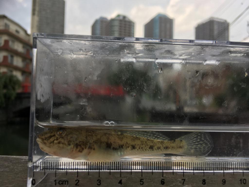  Do you still catch goby at Tsukuda moat?