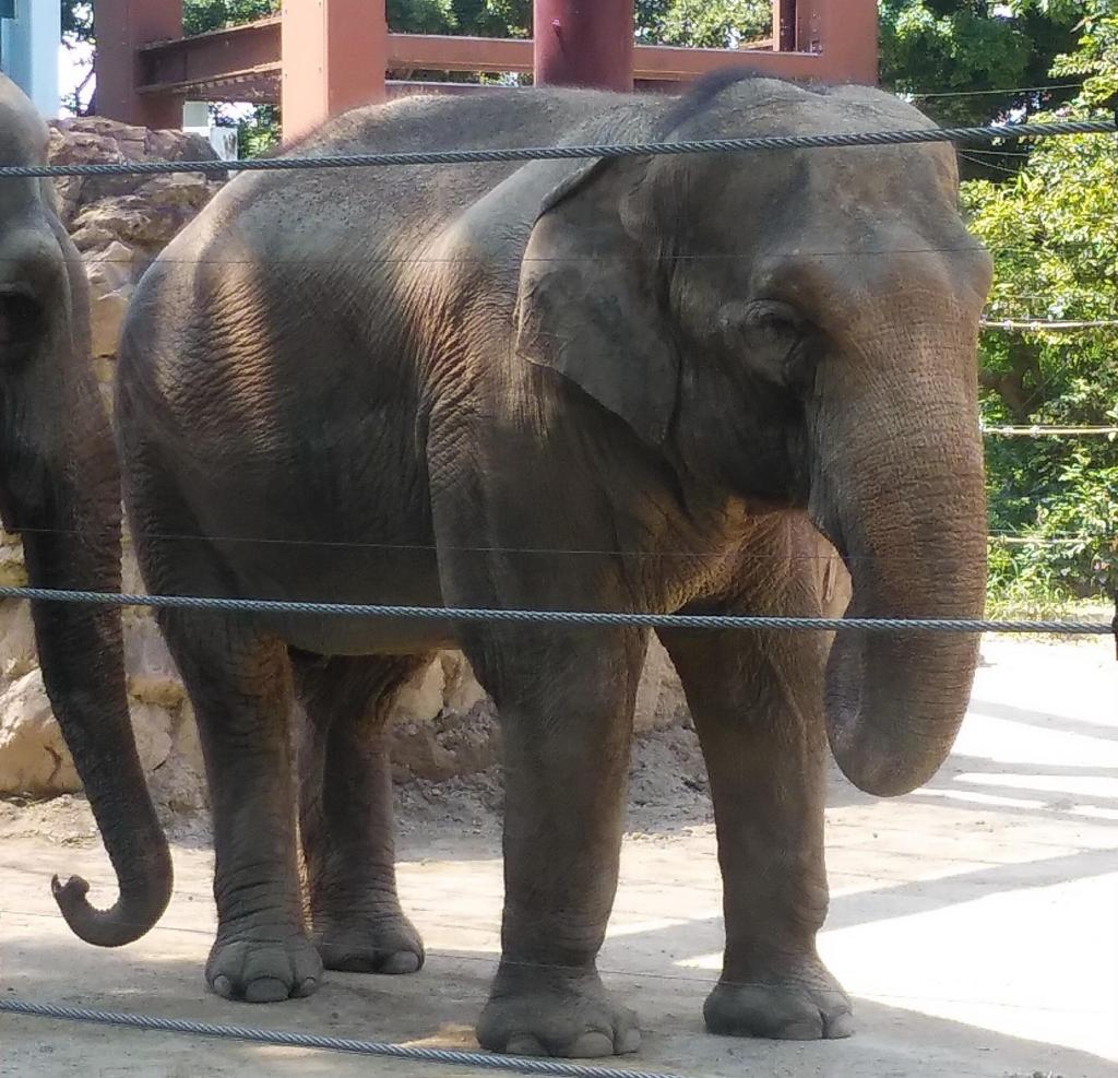  An elephant came to the city of Edo.