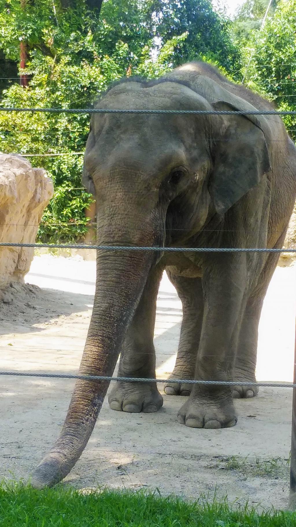  An elephant came to the city of Edo.