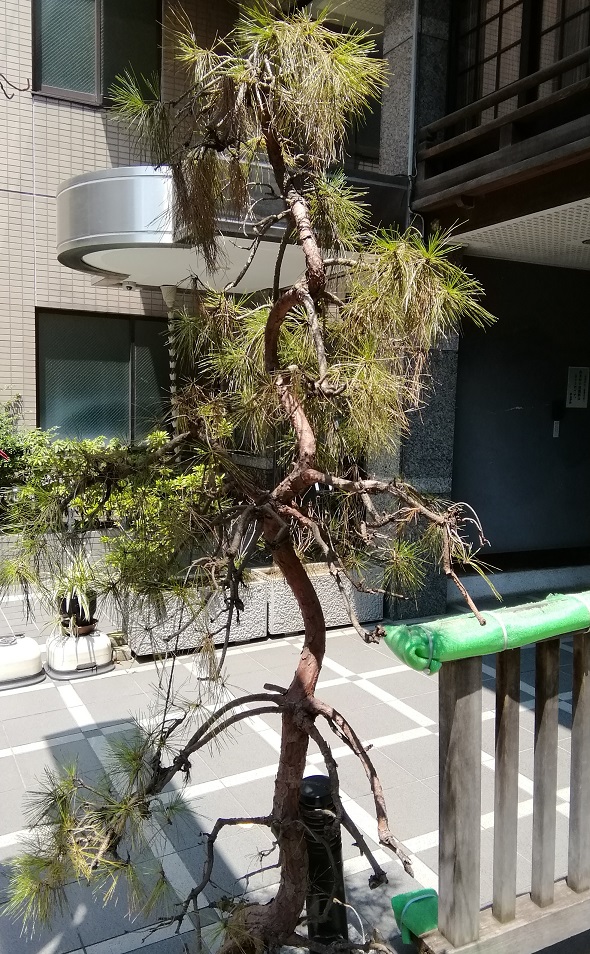  A quiet shrine that can be reached from Ningyocho Station 16-Matsushima Shrine- 