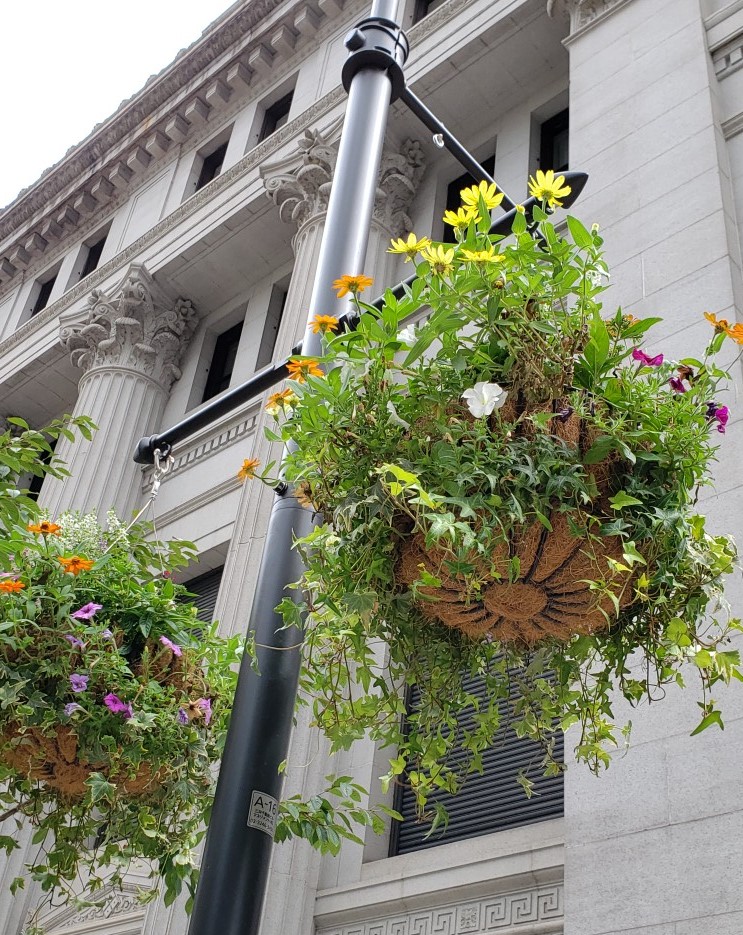  A lot of flower pots are served with Aya on Bank of Japan Street.